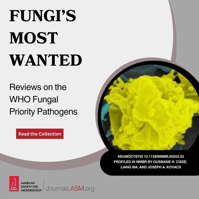 Explore ASM's new Fungi's Most Wanted collection!