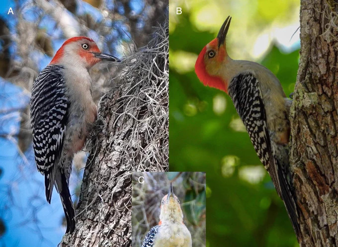 Photos of a Red-bellied Woodpecker with white eyes are by Nancy Kase (A) and Wendy Milstein (B, C)