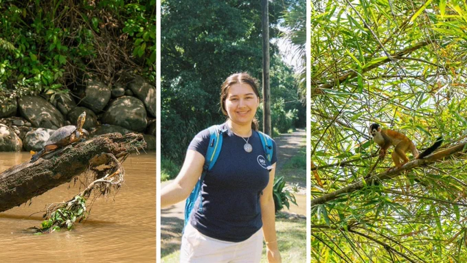 Turtle on a log (left), Sofia Qureshi (middle), monkey on a branch (right).