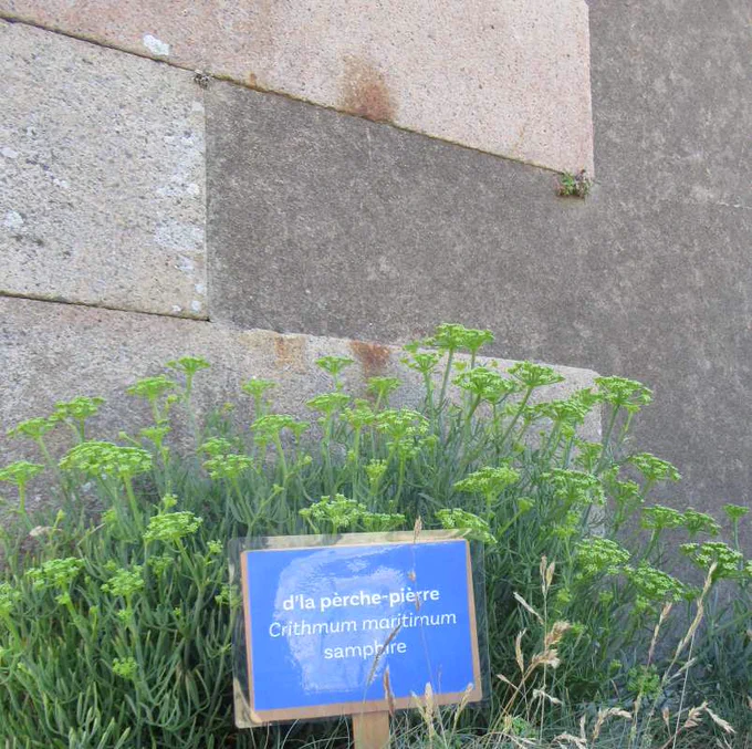 a green plant growing against a wall 