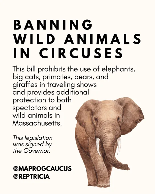 On a white background, there is an elephant that looks as if it is walking toward the viewer. In black text, the post reads, "Banning wild animals in circuses. This bill prohibits the use of elephants, big cats, primates, bears, and giraffes in traveling shows and provides additional protection to both spectators and wild animals in Massachusetts.

This legislation was signed by the Governor."