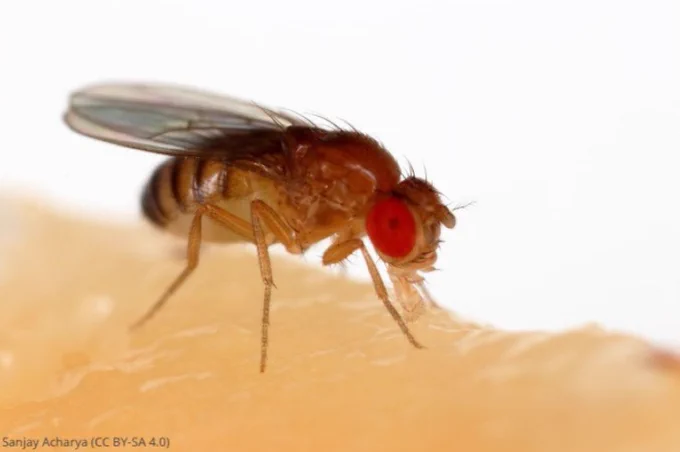 red eyed fruit fly feeding