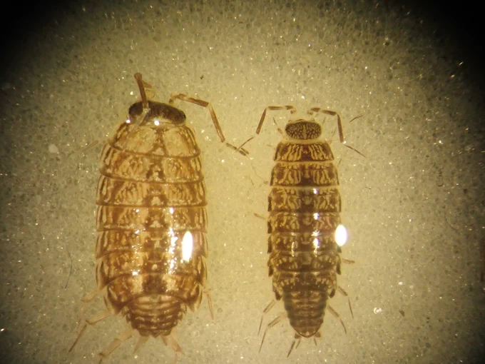 Philoscia muscorum on left, Chaetophiloscia elongata on the right