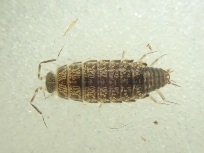 Chaetophiloscia elongata; note shape of telson (i.e. rear end)