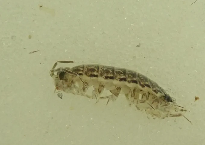 Chaetophiloscia elongata - note pattern of dark/light on the edges of the dorsal plates