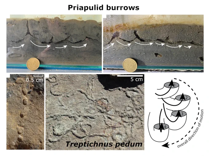 Two photographs at the top show experimental tank containing sand and priapulid worms, which have created burrows seen here in cross-section. Arrows indicate direction of movement. Diameter of coin at the bottom of each image is 2.4 cm.
In the lower row are two field photographs of trace fossils. On the left, a treptichnid from the terminal Ediacaran of Namibia (Scale bar at top right is 0.5 cm). In the middle, Treptichnus pedum from the early Cambrian of Namibia (scale bar at top right is 5 cm). On the right, a schematic diagram of the T. pedum 3D structure, with solid line numbered arrows denoting individual probe order offset by 20°–40° and a longer dotted line showing general direction of movement.