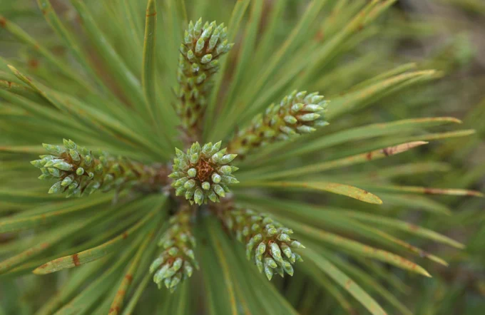 A close up image of Scots pine showing new growth.
