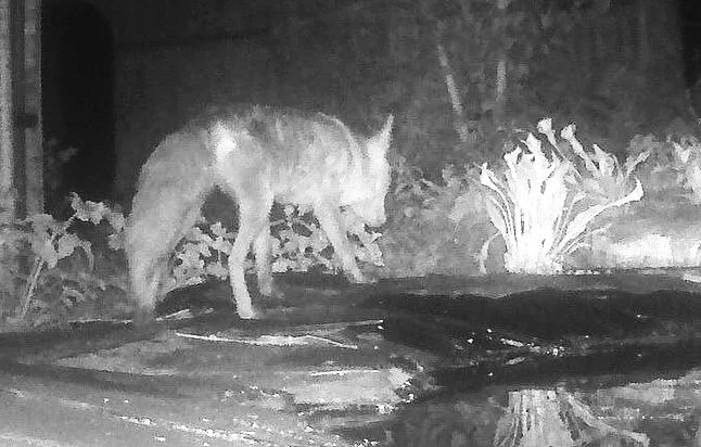 Infra red photo of adult fox near wildlife pond at night.