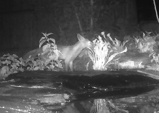 Infra red photo of fox near wildlife pond at night.