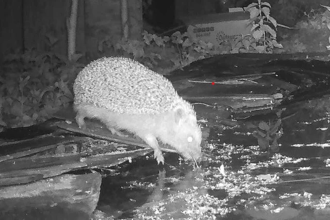 Infra red photo of hedgehog drinking from a small pond.
