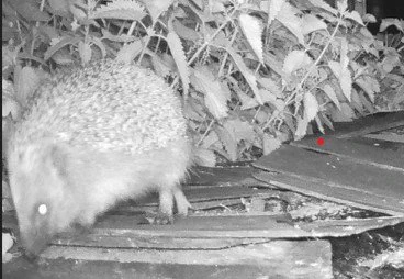 Infra red photo of hedgehog near a wildlife pond.