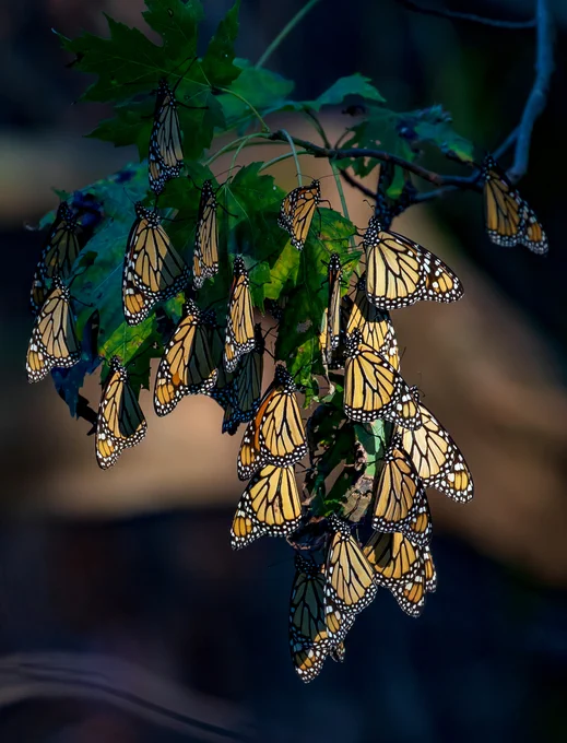Approximately 20 monarch butterflies roosting in a tree