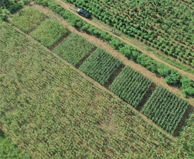 An aerial photo looking down on a farmer's field. The field is separated in rows with different crops.
