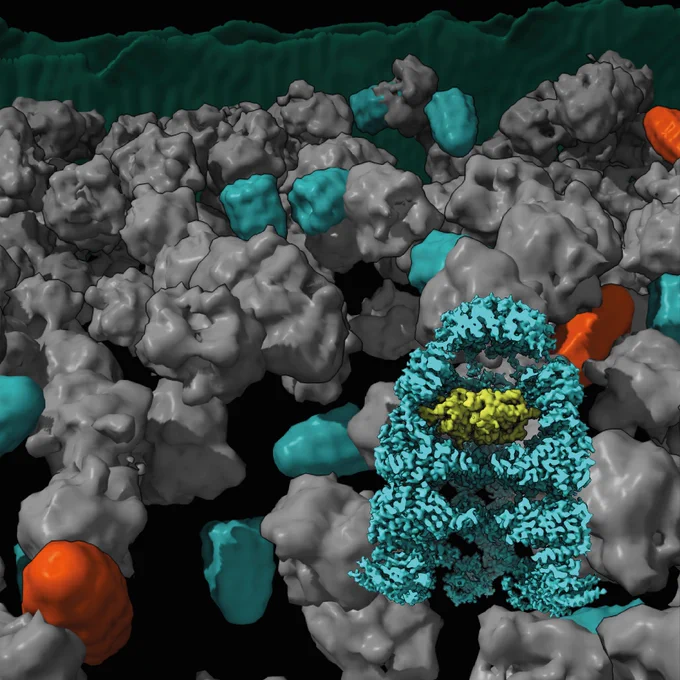 Illustration of the protein folding helper complexes in bullet shape (blue) and football shape (red) in their natural environment surrounded by a variety of different proteins. Foreground: High-resolution structure of the protein folding helper complex in cross-section. A protein to be folded is visible inside (yellow).
Illustration: Jonathan Wagner, MPI of Biochemistry
