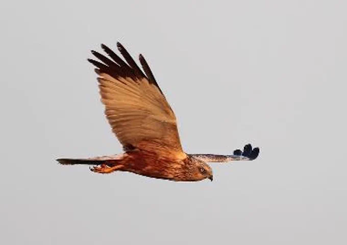 Male marsh harrier. Credit: Les Bunyan (rspb-images.com)