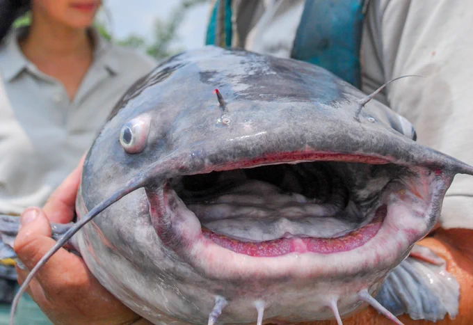 Blue catfish. Photo courtesy of Chesapeake Bay Foundation.