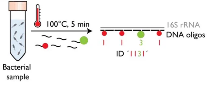 https://www.biorxiv.org/content/10.1101/2024.08.15.608086v1.full