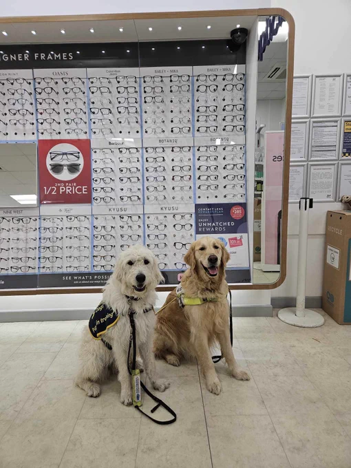 White labradoodle puppy in training Gemma and golden retriever guide dog Bailey sitting in front of of display of glasses including one called Bailey