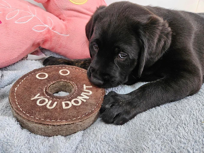 9 week old guide dog puppy Lisa with her head on a donut toy. She is a black Labrador X golden retriever