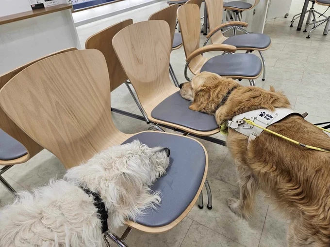 White labradoodle puppy in training Gemma and golden retriever guide dog Bailey demonstrating Find a Chair on 2 wooden chairs with padded blue seats.