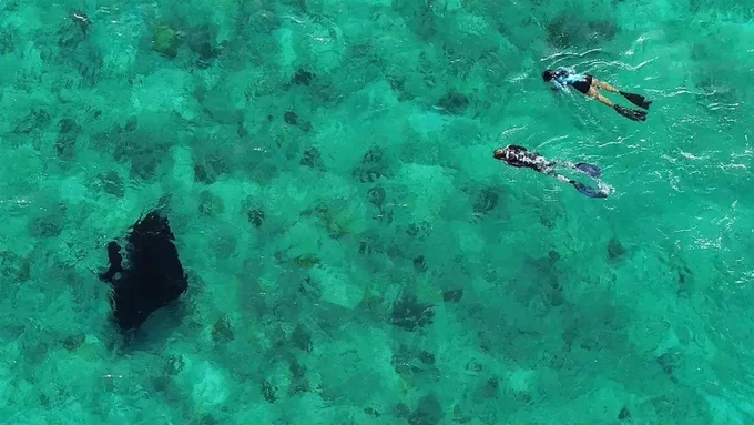 Marine scientist Joanna Harris swimming with a reef manta ray in the Indian Ocean.