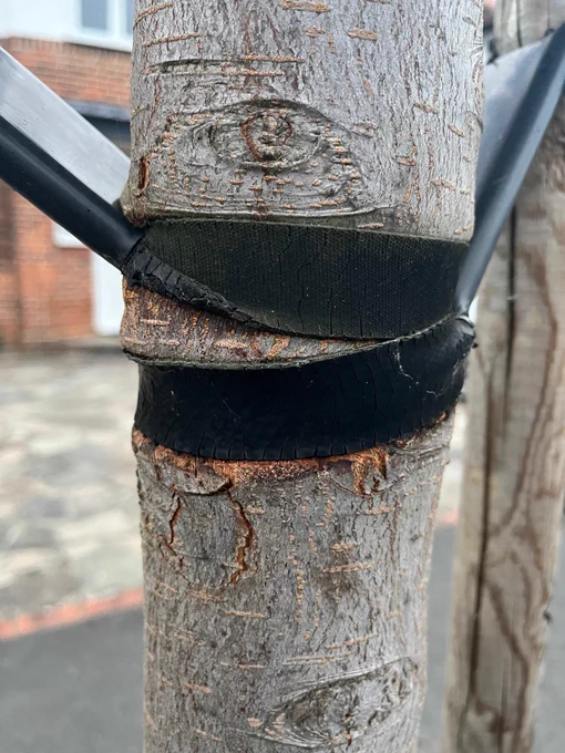 Three trees that are being damaged by the structures they'd been planted into - be it the straps, cages or pit frame. These need immediate attention.