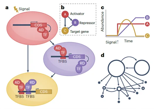 Schematic showing how gene regulatory networks work, with activators, repressors, and target genes functioning in networks. 