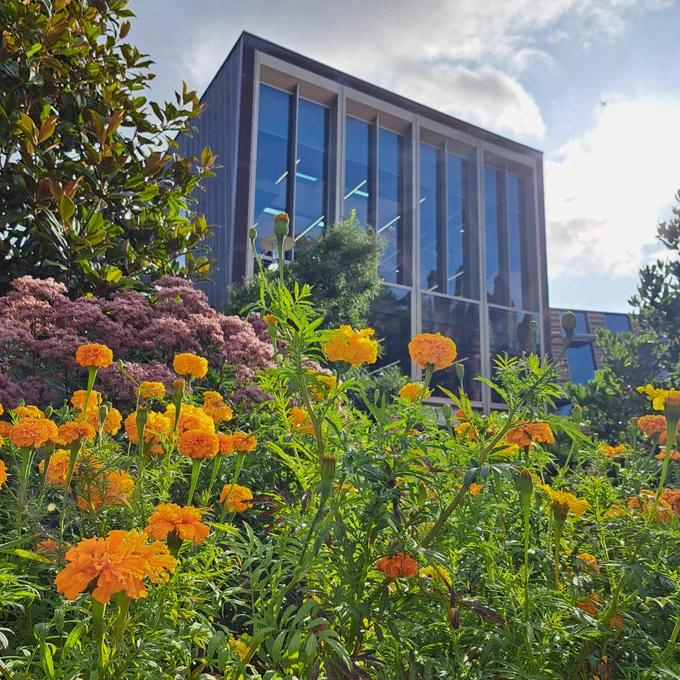 Yellow and purple flowers in front of the Davison Building on a sunny day with some cloud.
