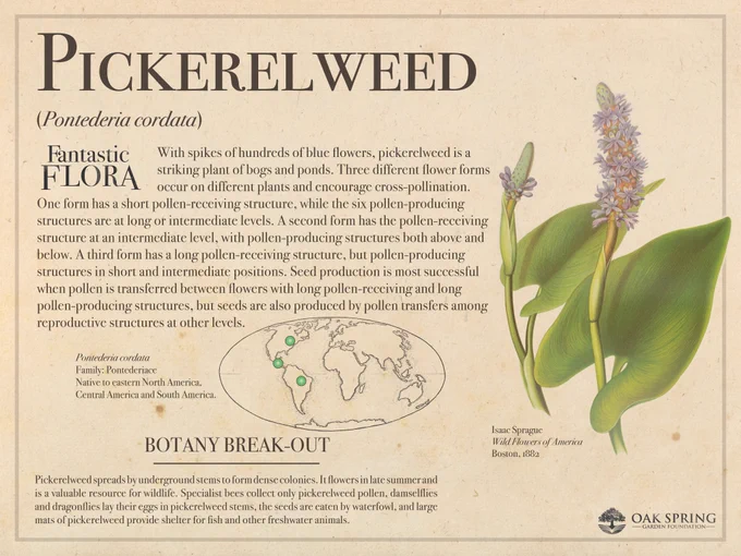 With spikes of hundreds of blue flowers, pickerelweed (Pontederia cordata) is a striking plant of bogs and ponds. Three different flower forms occur on different plants and encourage cross-pollination. One form has a short pollen-receiving structure, while the six pollen-producing structures are at long or intermediate levels. A second form has the pollen-receiving structure at an intermediate level, with pollen-producing structures both above and below. A third form has a long pollen-receiving structure, but pollen-producing structures in short and intermediate positions. Seed production is most successful when pollen is transferred between flowers with long pollen-receiving and long pollen-producing structures, but seeds are also produced by pollen transfers among reproductive structures at other levels.

Pickerelweed spreads by underground stems to form dense colonies. It flowers in late summer and is a valuable resource for wildlife as food and shelter for birds, insects, and fish.