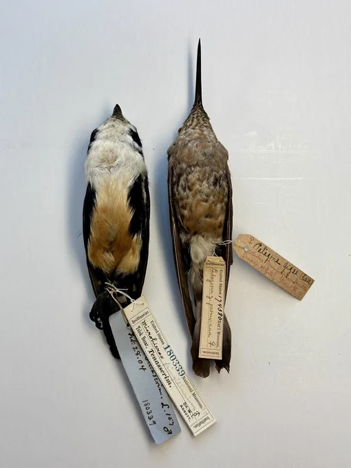 Black-hugged Falconet and Northern Giant Hummingbird.
