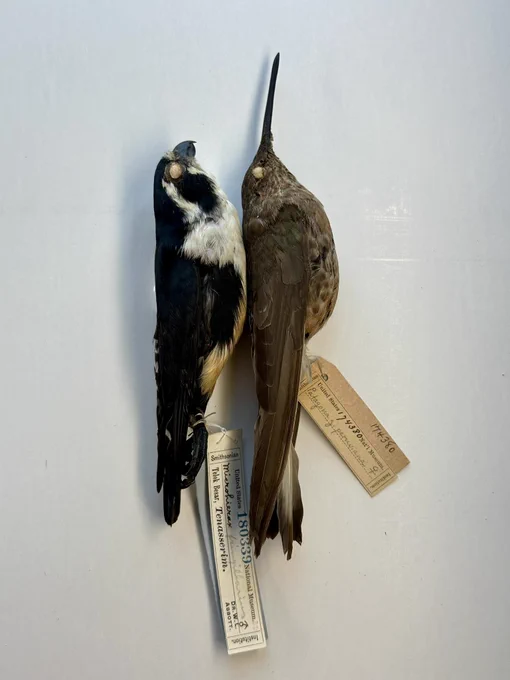 Black-hugged Falconet and Northern Giant Hummingbird.