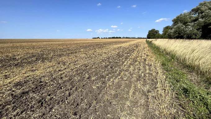 Harvested field and blue sky