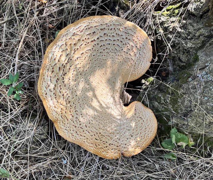 Dryad’s saddle aka pheasant’s back mushroom