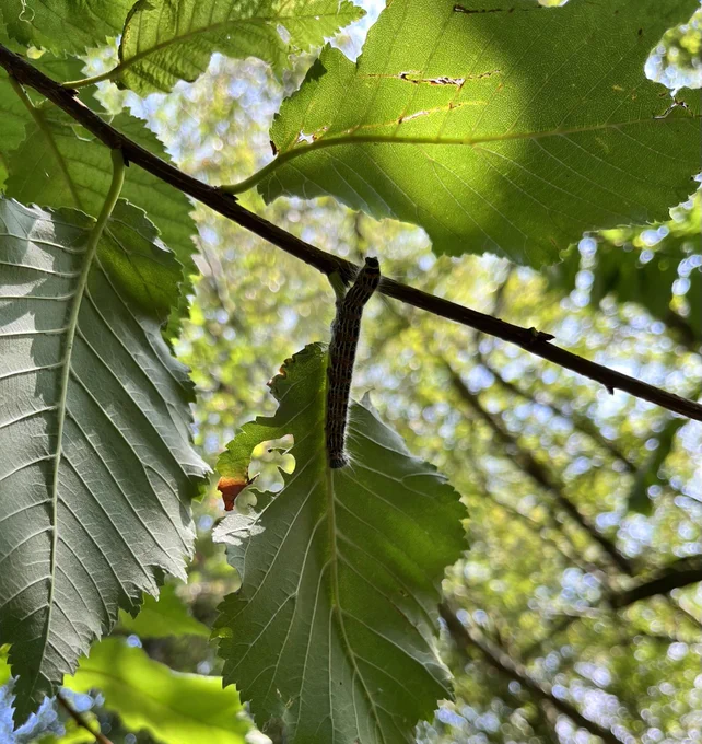 Lackey moth caterpillar