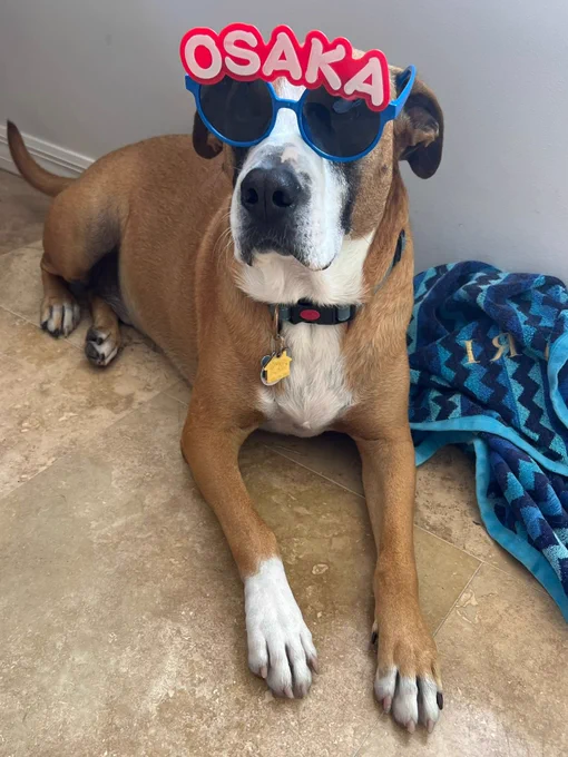 Max Tanzella (he/him), the First Pup of IGLTA, wearing blue glasses with red letters spelling 'OSAKA.' Max is a brown and white dog with a black nose.
