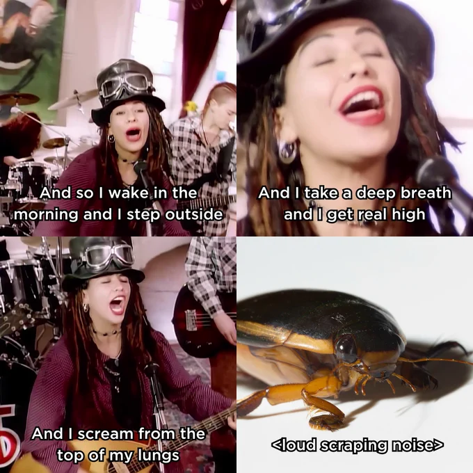 Screenshots and lyrics from the 4 Non Blondes song "What's Up". The first frame shows the singer, with lyrics "And so I wake in the morning and I step outside", the second frame shows the singer closer up with lyrics "And I take a deep breath and I get real high", the third frame shows the singer holding a guitar with lyrics "And I scream from the
top of my lungs" and the fourth and final frame shows a picture of a dytiscid beetle with text overlaid "<loud scraping noise>"