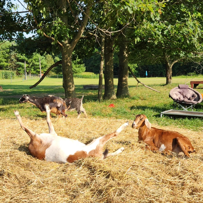 A brown and white goat lies on its back, arms aloft. A brown goat with floppy ears looks on, neither interfering nor ignoring.