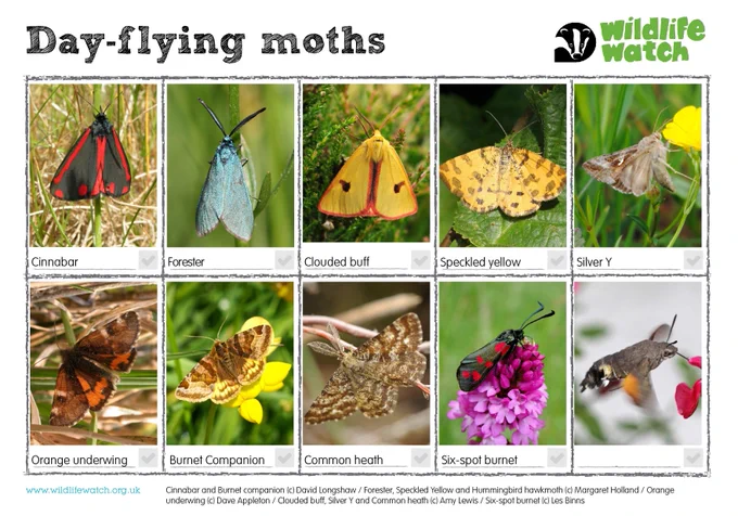 Day flying moths: cinnabar, forester, clouded buff, speckled yellow, silver Y, orange underwing, burnet companion, common heath, six-spot burnet, 