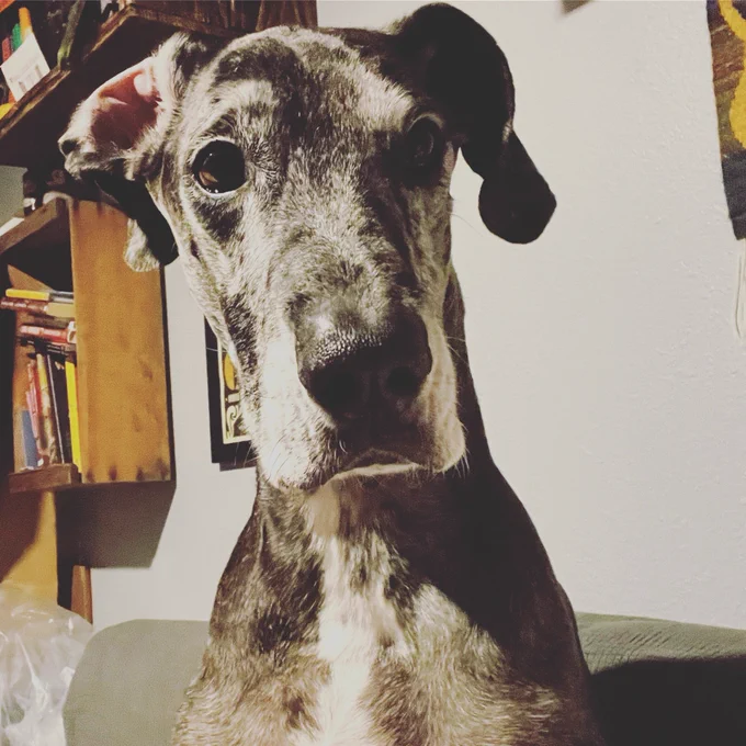 Gray and white Great Dane with a wonky right ear