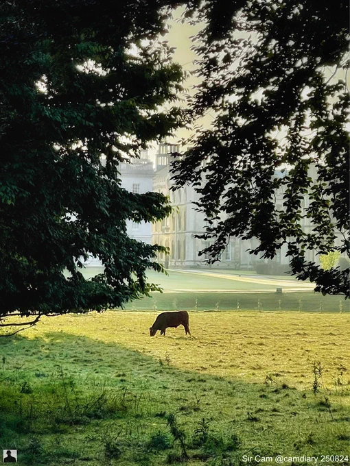 Cambridge, Sunday morning 25 August 2024. A cow grazes at The Backs in the early morning light.