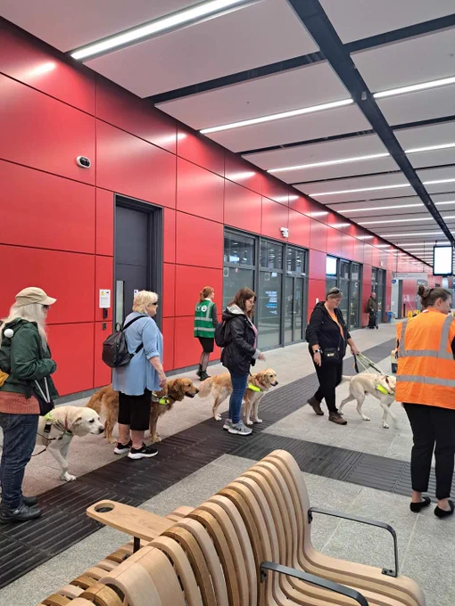Line of guide dogs and owners queuing to go on bus