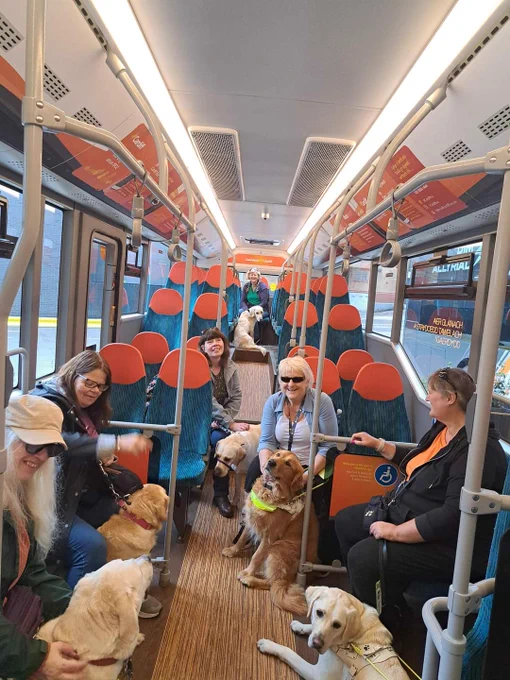 Six guide dogs on a bus with their owners 