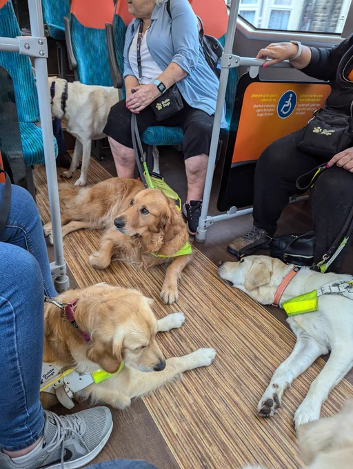 Five guide dogs on a bus