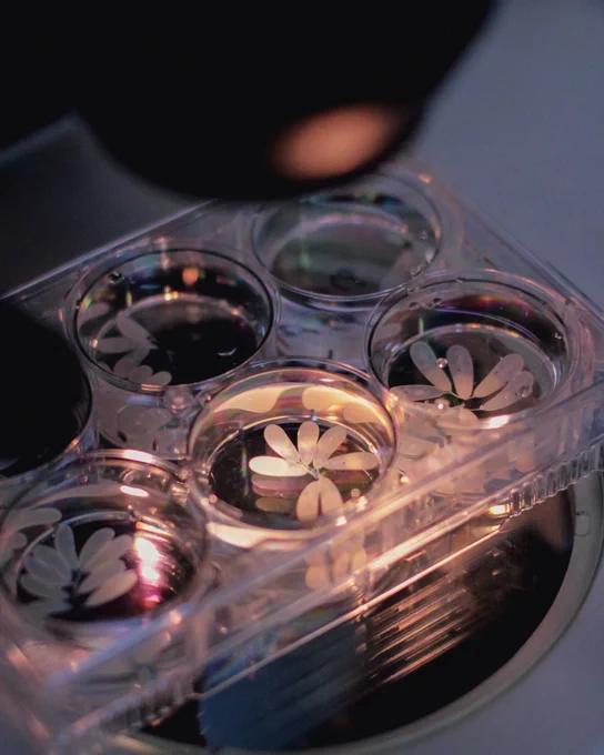 Photo: Octopus eggs lit up on a microscope. Credit: Horst Andreas Obenhaus