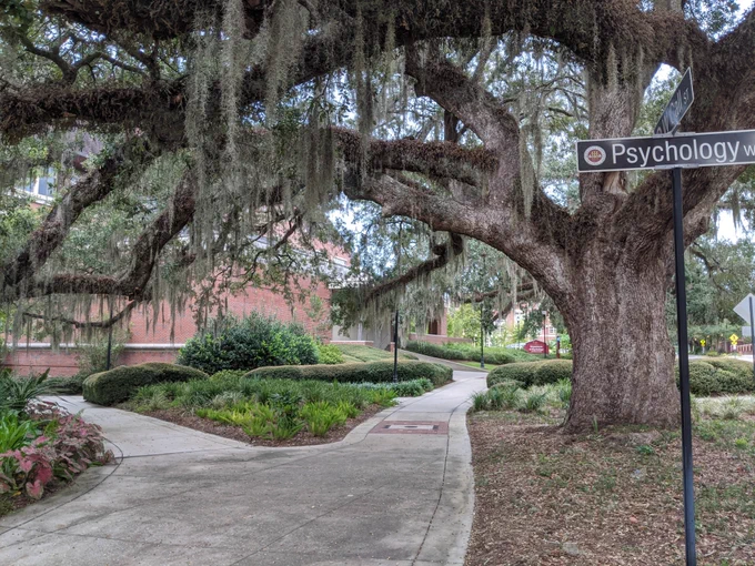Pedestrian friendly landscape scene at Florida State University approaching the Department of Psychology on the sidewalk shaded by a large live oak tree lush with Spanish moss.