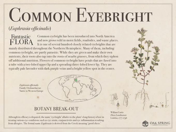 Common eyebright (Euphrasia officinalis) has been introduced into North America and now grows wild in moist fields, roadsides, and waste places. It is one of several hundred closely related eyebrights that are mainly distributed throughout the Northern Hemisphere. Many of them, including common eyebright, are partly parasitic. While they are green and make their own nutrients, their roots also tap into the roots of nearby grasses, from which they siphon off additional nutrition. Flowers of common eyebright have petals that are fused into a tube with a two-lobed upper lip and a spreading three-lobed lower lip. They are typically pale lavender with dark purple veins and a bright yellow spot in the center. 

Although its efficacy is disputed, the name ‘eyebright' refers to the plant’s history of use in treating various eye conditions such as eye strain, conjunctivitis and eye inflammation resulting from allergies. The formal name Euphrasia is derived from the Greek meaning ‘good cheer.'