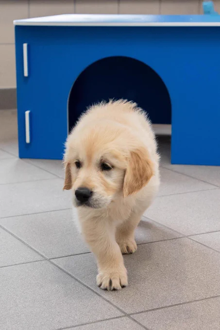 7 week old golden retriever puppy walking away from a mini bright blue puppy house