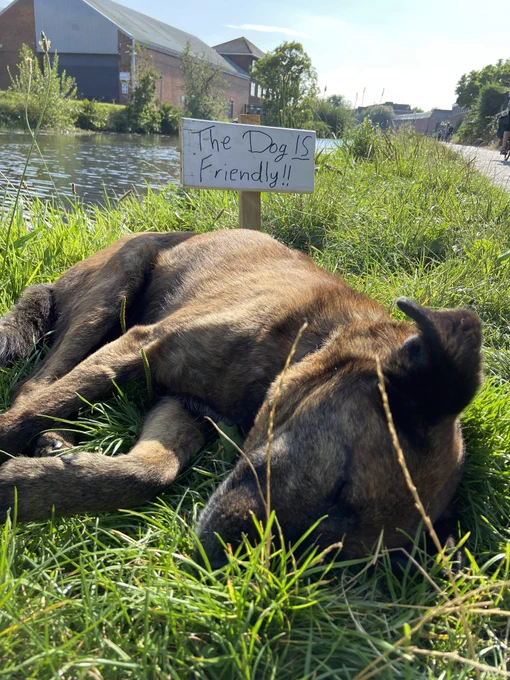 A dog on a canal bank next to a sign saying he’s friendly