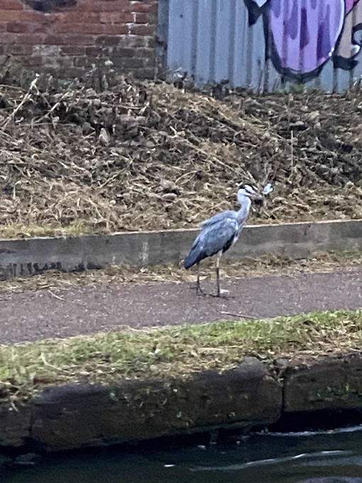 Really bad picture of a heron eating a rat