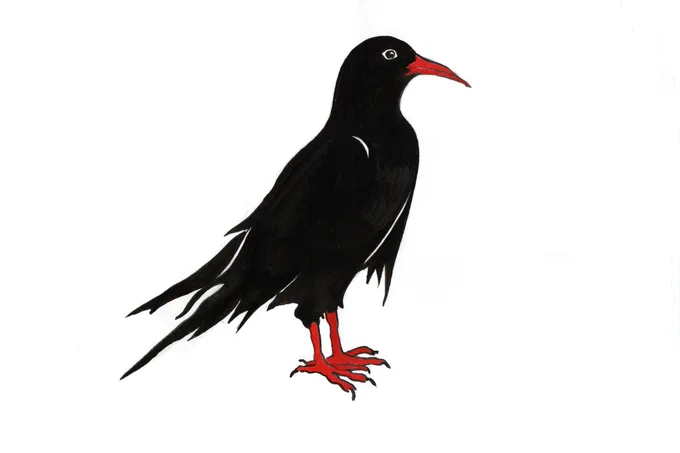 Chough logo by Alex Le Rossignol